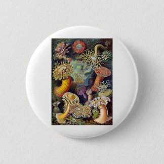 Badge Rond 5 Cm Haeckel