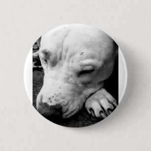 Badge Rond 5 Cm harry potter cicatrice chien pit bull blanc