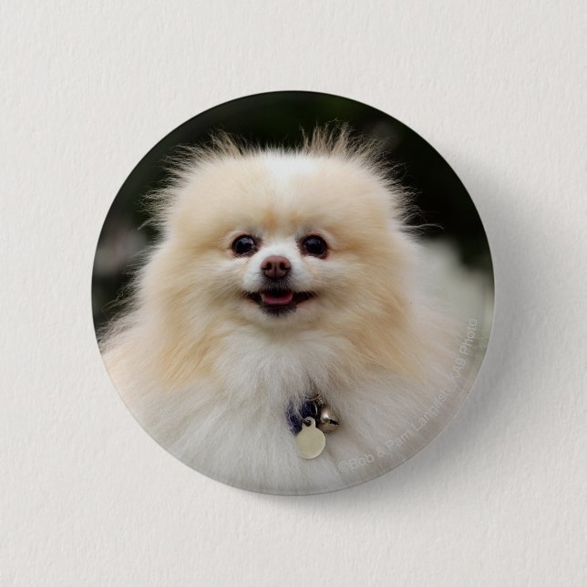 Badge Rond 5 Cm Headshot 1 de Pomeranian (Devant)