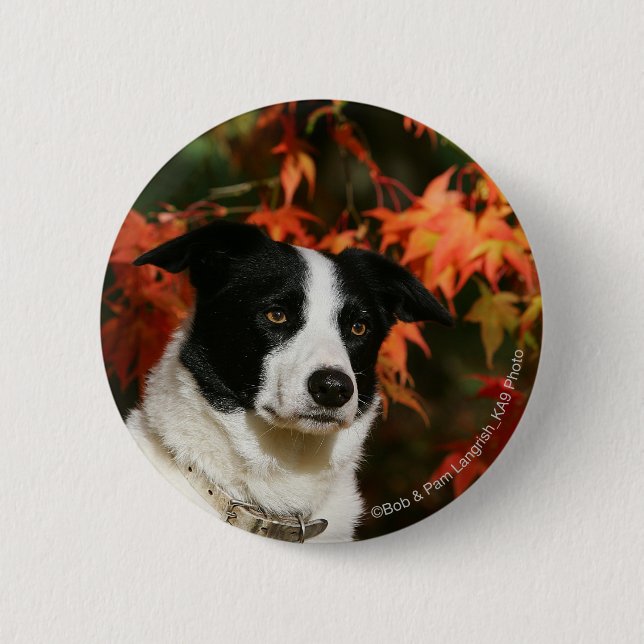 Badge Rond 5 Cm Headshot d'automne de border collie (Devant)