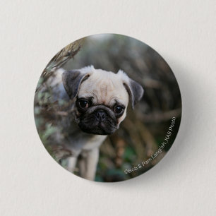 Badge Rond 5 Cm Headshot de chiot de carlin de faon