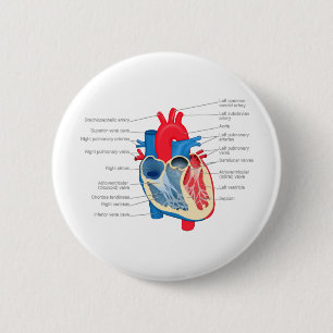 Badge Rond 5 Cm Heart_Anatomy