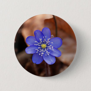 Badge Rond 5 Cm Hepatica commun (nobilis de Hepatica)