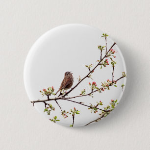 Badge Rond 5 Cm Image de moineau chantant dans l'arbre fleurissant