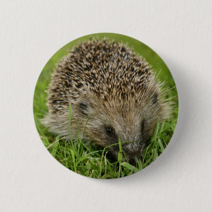 Badge Rond 5 Cm Insigne de bouton de hérisson