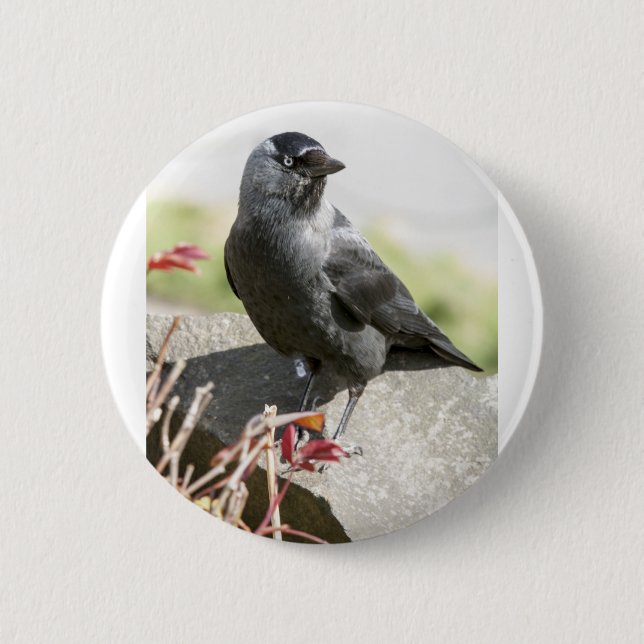 Badge Rond 5 Cm jackdaw.jpg (Devant)