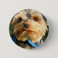 J'aime Yorkies