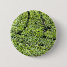 Jardins de thé de Munnar sur