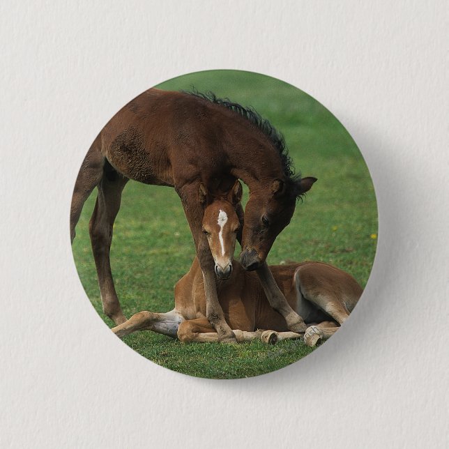 Badge Rond 5 Cm Jeu de poulains de Morgan (Devant)