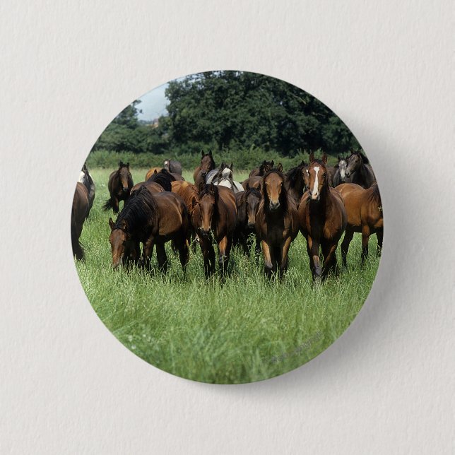 Badge Rond 5 Cm Jeunes de pur sang (Devant)