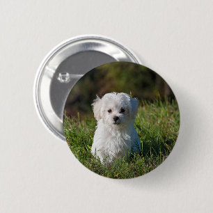 Badge Rond 5 Cm Joli chiot blanc