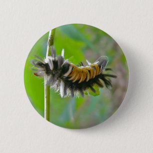 Badge Rond 5 Cm Lait Tussock Moth Caterpillar Items