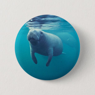 Badge Rond 5 Cm Lamantin de la Floride
