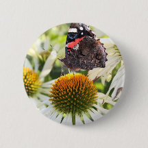 L'amiral papillon sur la fleur