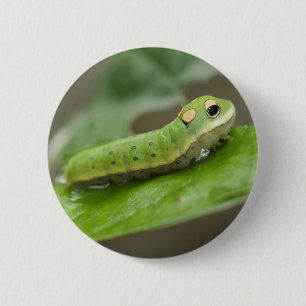 Badge Rond 5 Cm Larva de la chenille papillon
