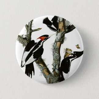 Badge Rond 5 Cm Le pivert Ivoire-affiché d'Aububon dans l'arbre de