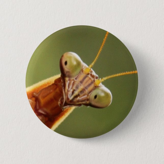 Badge Rond 5 Cm Mante curieuse (Devant)