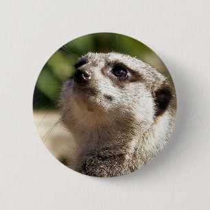 BADGE ROND 5 CM MEERKAT
