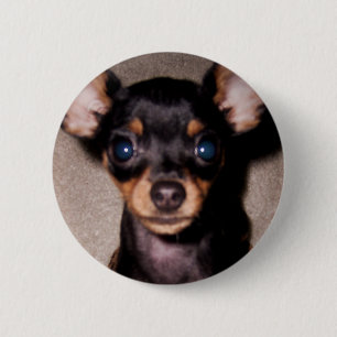 Badge Rond 5 Cm mini pinscher.