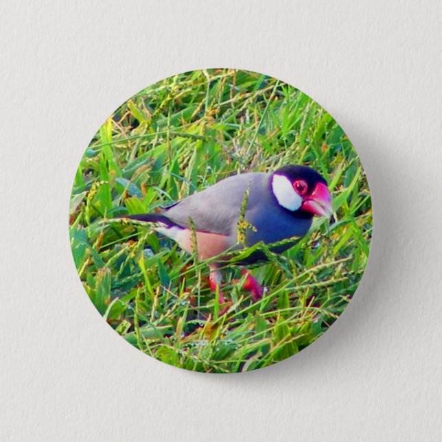 Badge Rond 5 Cm Moineau de Java dans l'herbe en Hawaï (Devant)