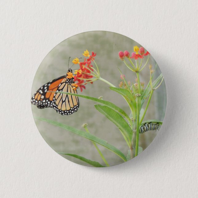 Badge Rond 5 Cm Monarch Butterfly et Caterpillar (Devant)