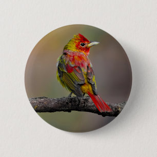 Badge Rond 5 Cm Moulage de Tangère - Photo originale