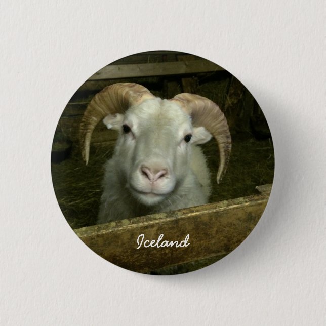 Badge Rond 5 Cm mouton islandais (Devant)