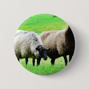 Badge Rond 5 Cm Moutons à tête noire