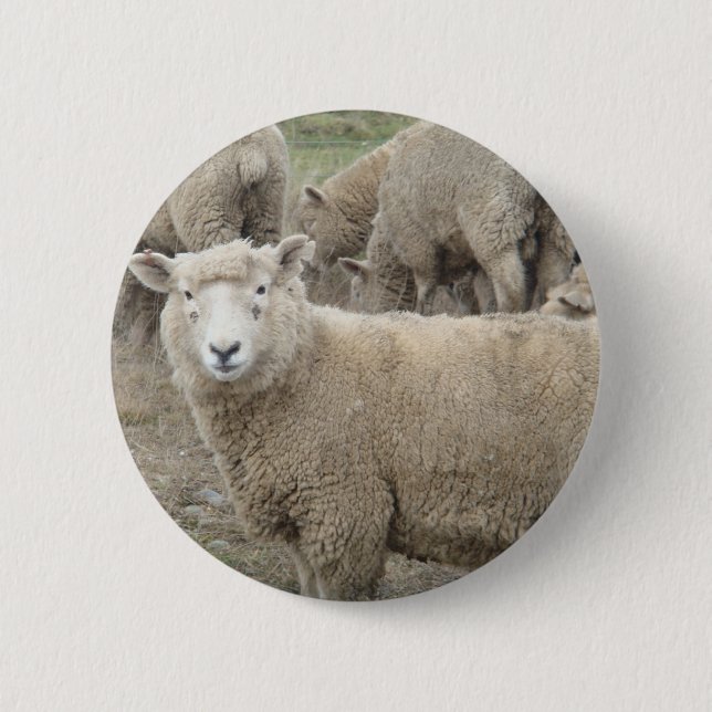 Badge Rond 5 Cm Moutons curieux (Devant)
