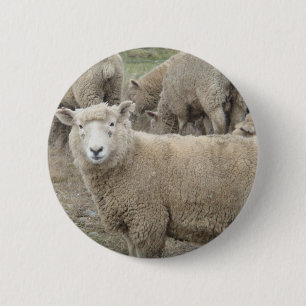 Badge Rond 5 Cm Moutons curieux