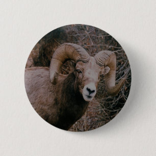 Badge Rond 5 Cm Moutons de Big Horn
