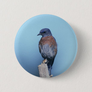 Badge Rond 5 Cm Oiseau bleu occidental