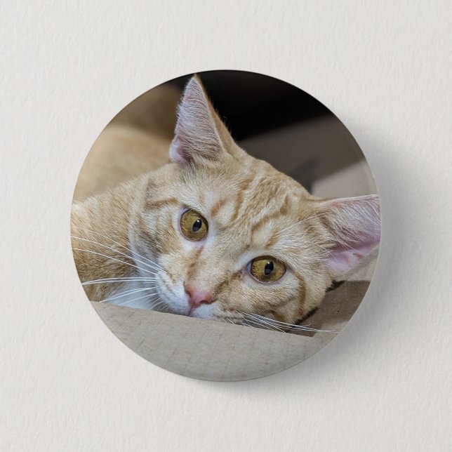 Badge Rond 5 Cm Orange Tabby Cat Cute  (Devant)