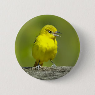 Badge Rond 5 Cm Oriole de verger - Photographie originale