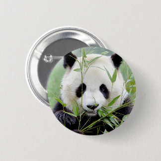 Badge Rond 5 Cm Panda géant aux boutons. Panda.