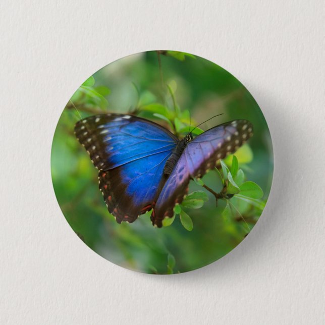 Badge Rond 5 Cm Papillon bleu (Devant)