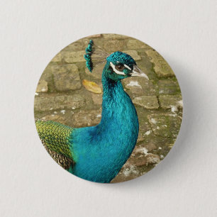 Badge Rond 5 Cm Peacock Belle photographie nature