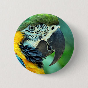Badge Rond 5 Cm Perroquet macaou coloré