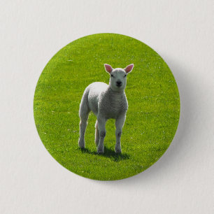 Badge Rond 5 Cm Petit agneau