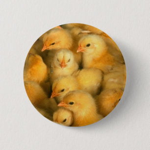 Badge Rond 5 Cm Petits poussins jaunes