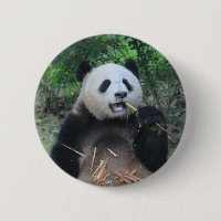 Photo Panda Géant