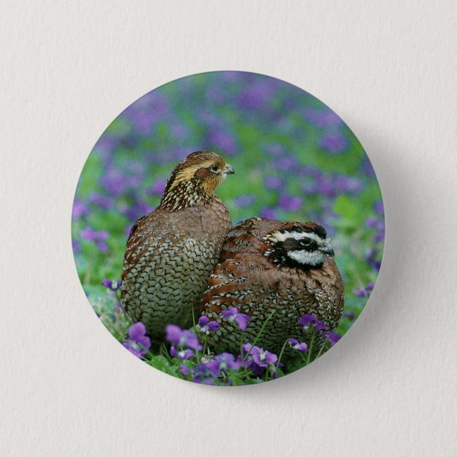 Badge Rond 5 Cm Photographie de cailles (Devant)