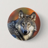 Photographie de loup