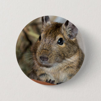 Badge Rond 5 Cm Photographie vigilante mignonne de Degu