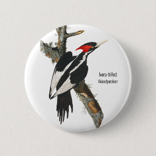 Badge Rond 5 Cm Pic À L'Ivoire, Audubon, Oiseaux D'Oiseaux,