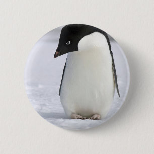 Badge Rond 5 Cm Pin isolé de pingouin