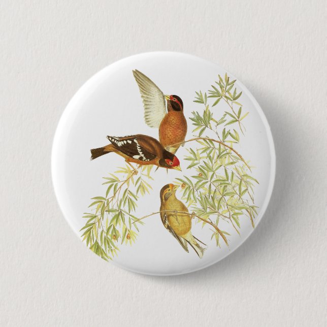 Badge Rond 5 Cm Pinson à lunettes (Devant)