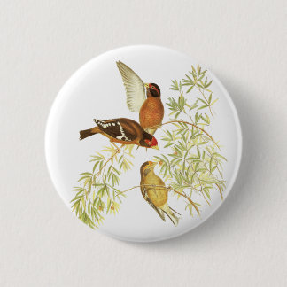 Badge Rond 5 Cm Pinson à lunettes
