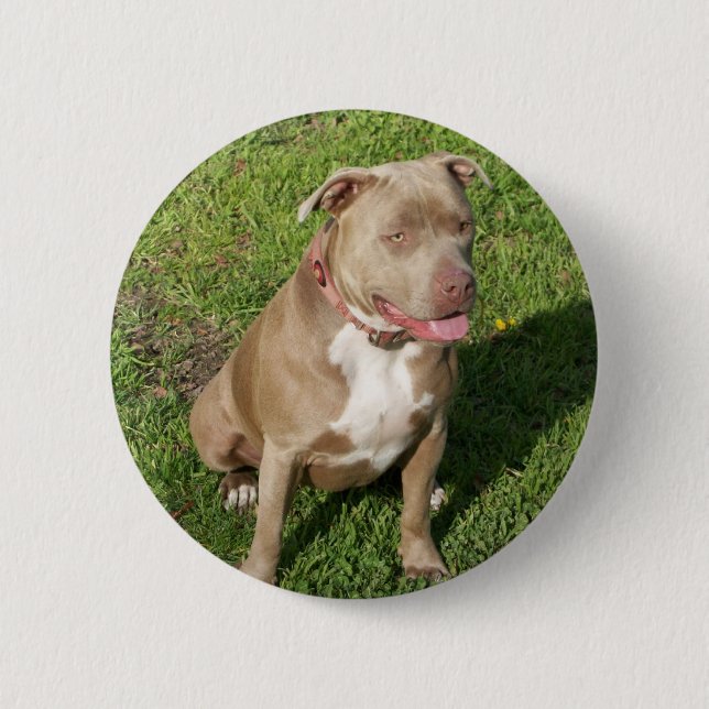 Badge Rond 5 Cm Pitbull paisible (Devant)