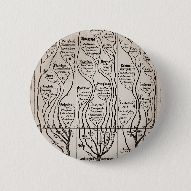 Badge Rond 5 Cm Plantae Protista Animalia (Devant)